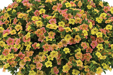Yellow thumb.png